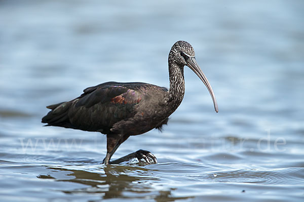 Sichler (Plegadis falcinellus)