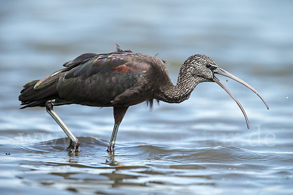 Sichler (Plegadis falcinellus)