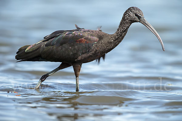 Sichler (Plegadis falcinellus)