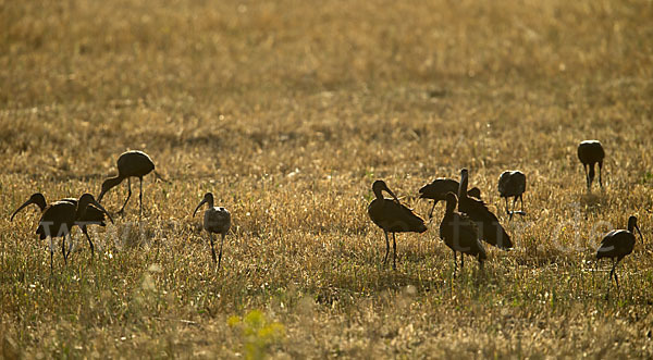 Sichler (Plegadis falcinellus)