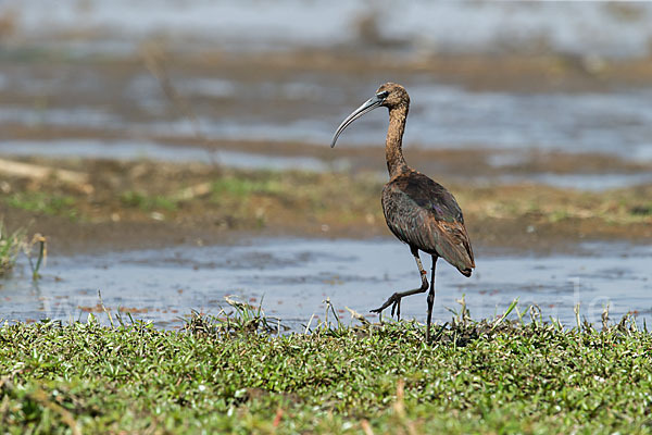 Sichler (Plegadis falcinellus)