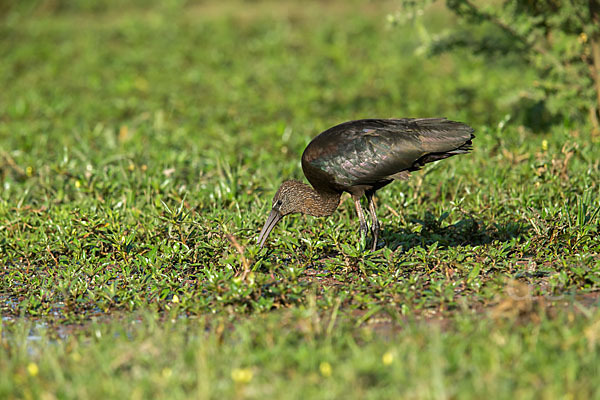 Sichler (Plegadis falcinellus)