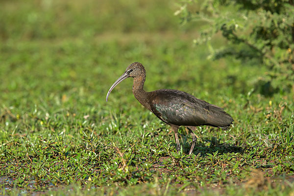 Sichler (Plegadis falcinellus)