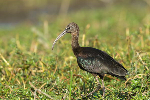 Sichler (Plegadis falcinellus)