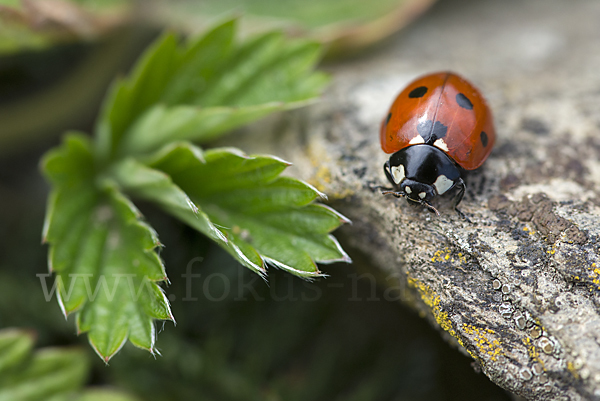 Siebenpunkt-Marienkäfer (Coccinella septempunctata)