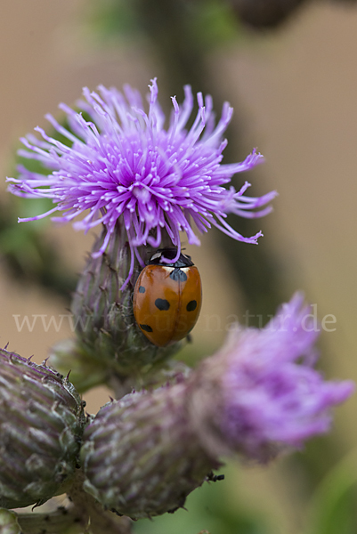 Siebenpunkt-Marienkäfer (Coccinella septempunctata)