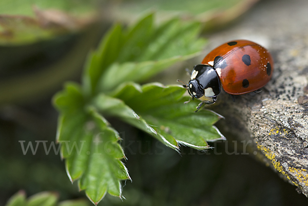 Siebenpunkt-Marienkäfer (Coccinella septempunctata)