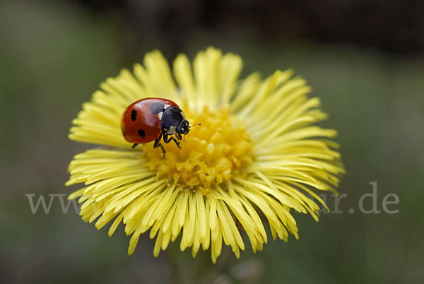 Siebenpunkt-Marienkäfer (Coccinella septempunctata)