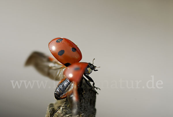 Siebenpunkt-Marienkäfer (Coccinella septempunctata)