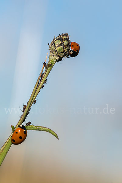 Siebenpunkt-Marienkäfer (Coccinella septempunctata)