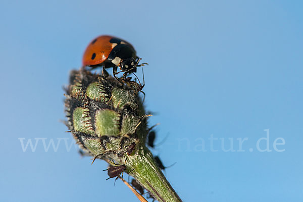 Siebenpunkt-Marienkäfer (Coccinella septempunctata)