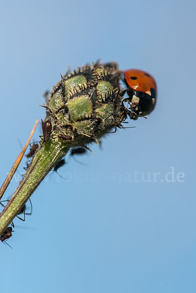 Siebenpunkt-Marienkäfer (Coccinella septempunctata)