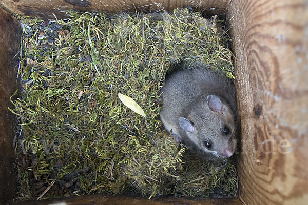 Siebenschläfer (Glis glis)