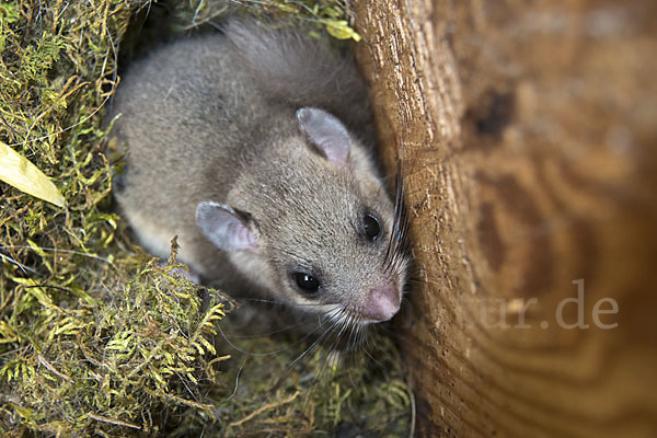 Siebenschläfer (Glis glis)