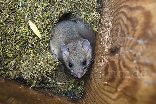 Siebenschläfer (Glis glis)