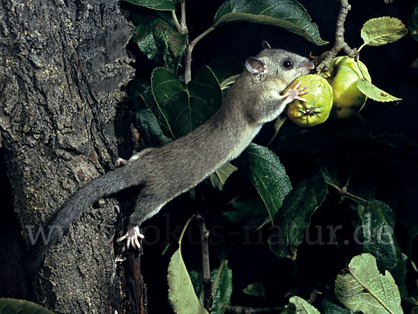 Siebenschläfer (Glis glis)