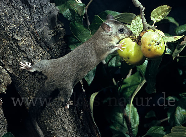 Siebenschläfer (Glis glis)