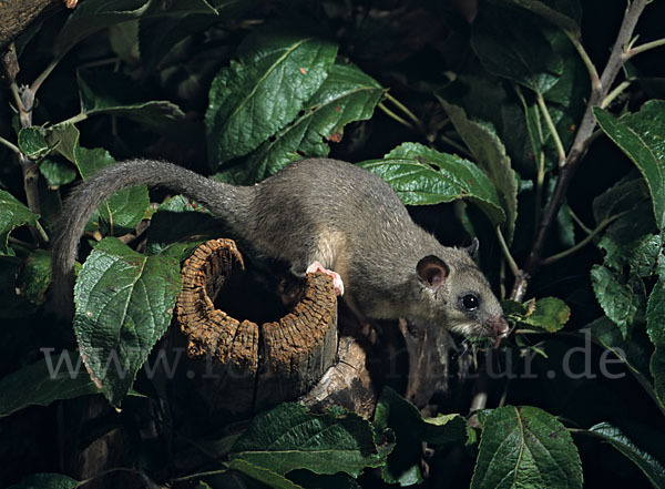 Siebenschläfer (Glis glis)