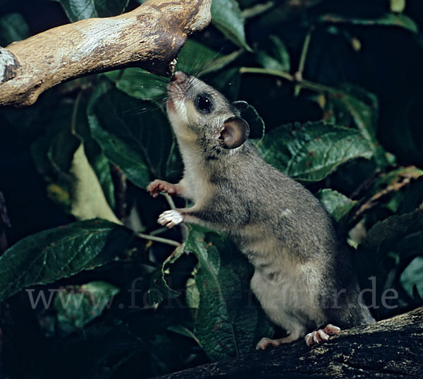 Siebenschläfer (Glis glis)