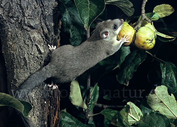 Siebenschläfer (Glis glis)