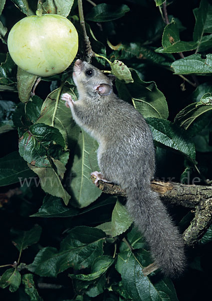 Siebenschläfer (Glis glis)