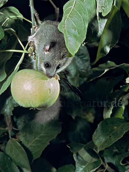 Siebenschläfer (Glis glis)