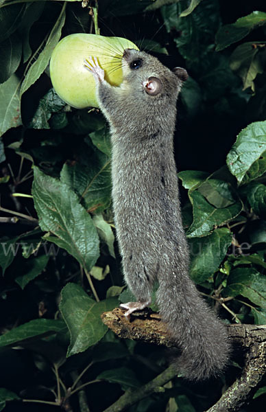 Siebenschläfer (Glis glis)