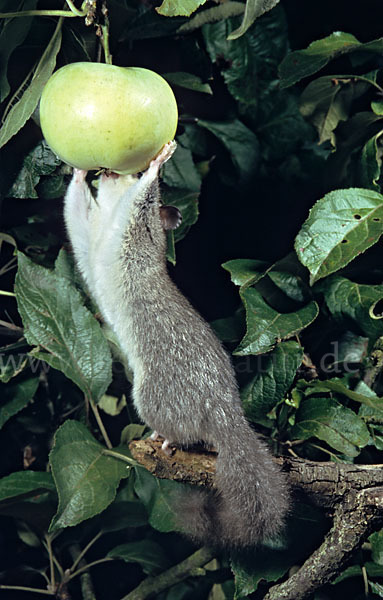 Siebenschläfer (Glis glis)