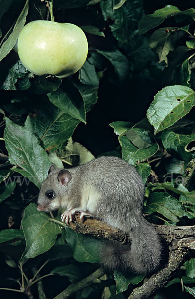 Siebenschläfer (Glis glis)