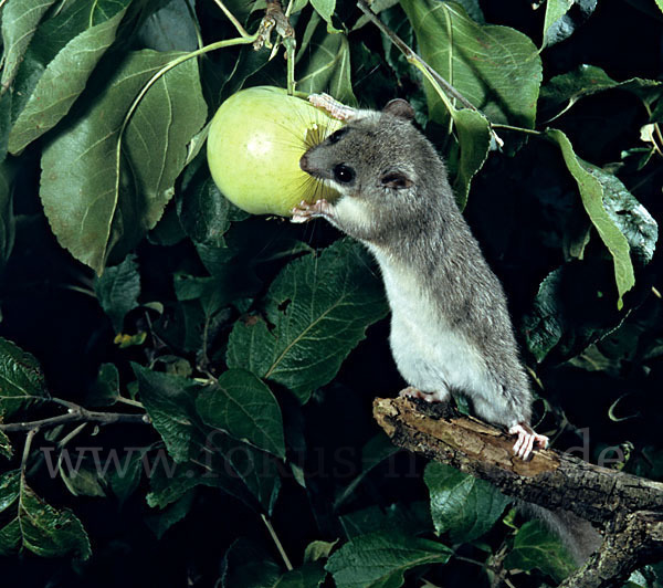 Siebenschläfer (Glis glis)