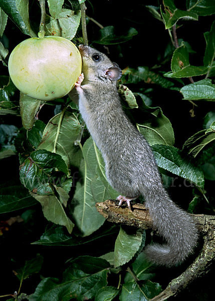 Siebenschläfer (Glis glis)