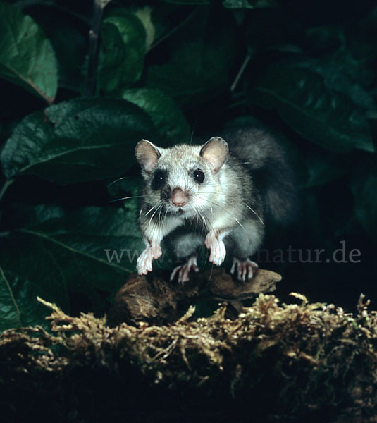 Siebenschläfer (Glis glis)