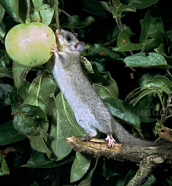 Siebenschläfer (Glis glis)