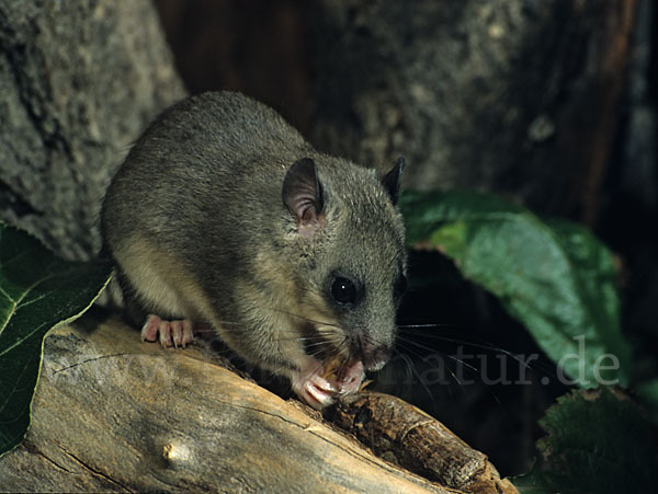 Siebenschläfer (Glis glis)