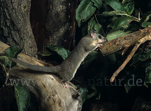 Siebenschläfer (Glis glis)