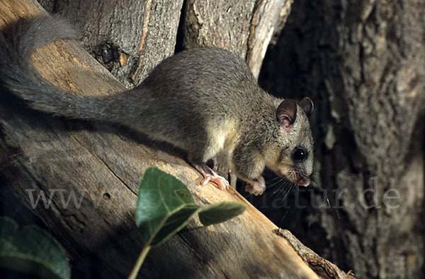 Siebenschläfer (Glis glis)