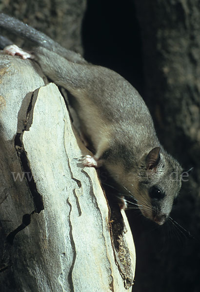 Siebenschläfer (Glis glis)