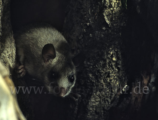 Siebenschläfer (Glis glis)