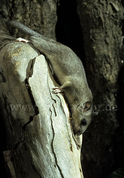 Siebenschläfer (Glis glis)