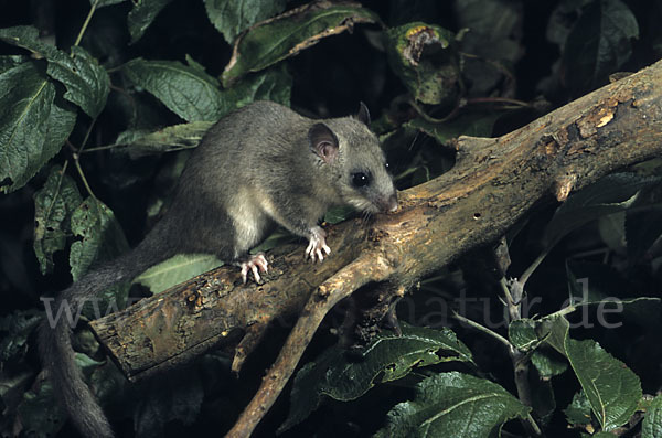 Siebenschläfer (Glis glis)