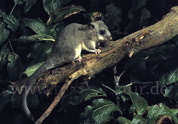 Siebenschläfer (Glis glis)