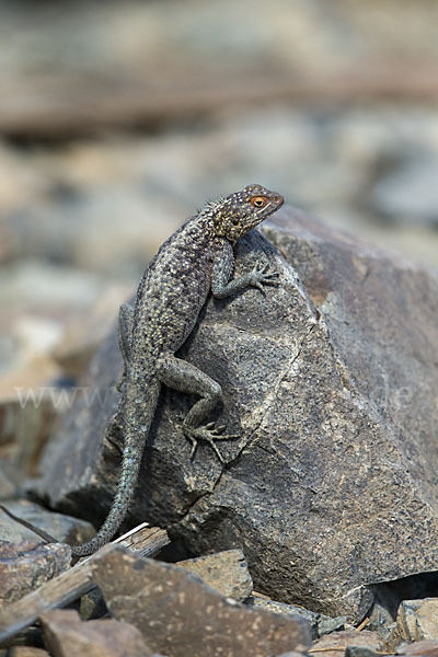 Siedleragame (Agama agama)