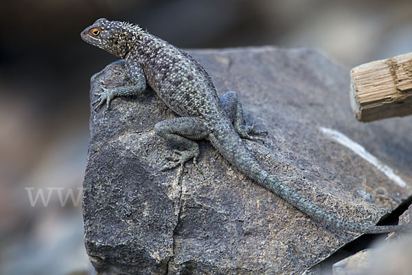 Siedleragame (Agama agama)