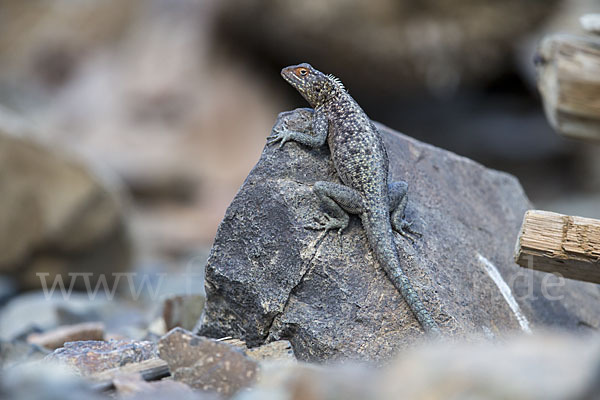 Siedleragame (Agama agama)