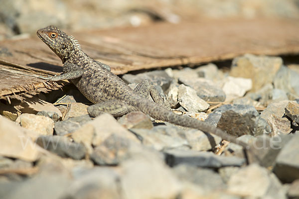 Siedleragame (Agama agama)