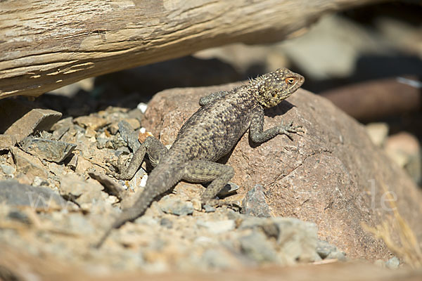 Siedleragame (Agama agama)