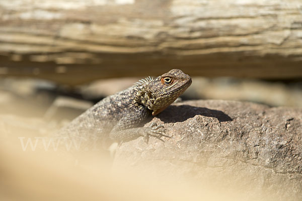 Siedleragame (Agama agama)