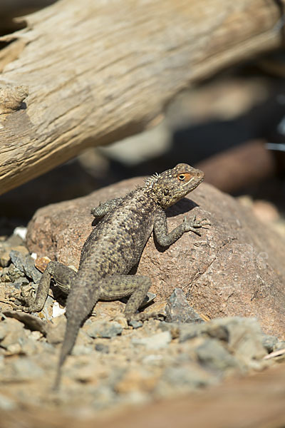 Siedleragame (Agama agama)