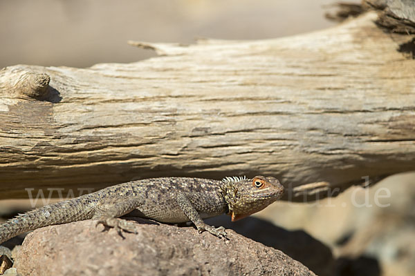 Siedleragame (Agama agama)