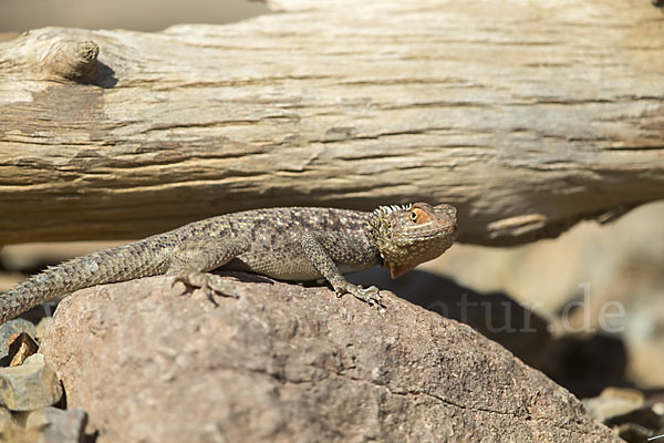 Siedleragame (Agama agama)